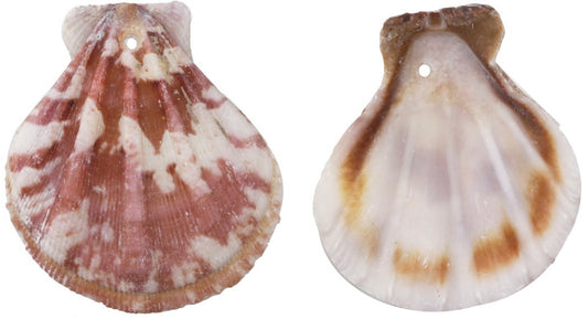 Cutie Creation Colorful Pectin Scallop Shell Pendant Necklace