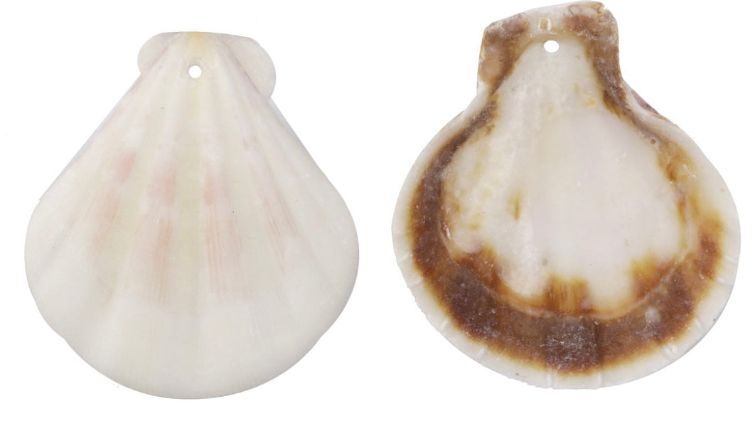 Cutie Creation White Pectin Scallop Shell Pendant Necklace